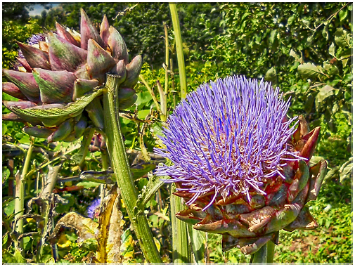8972 Fleur d'artichaut au jardin de Vincent.jpg