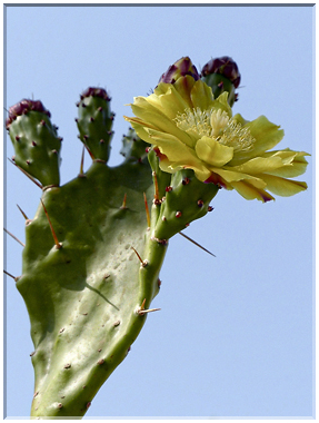 8986 Calvi_Une fleur de figuier de barbarie.jpg