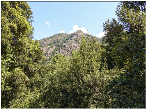 8993 Bonifatu_Une forêt et des montagnes.jpg
