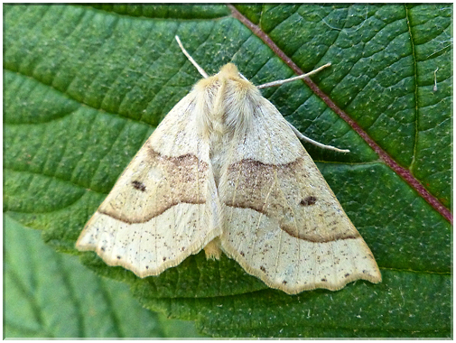 9003 Phalène de la mancienne (Crocallis elinguaria).jpg
