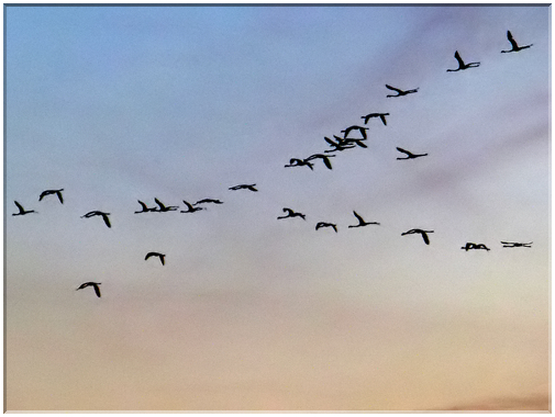 9320 Camargue_Un vol de flamands roses au levé du jour.jpg
