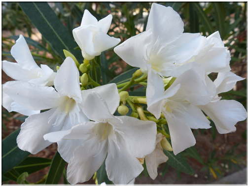9321 Camargue_Le laurier blanc.JPG