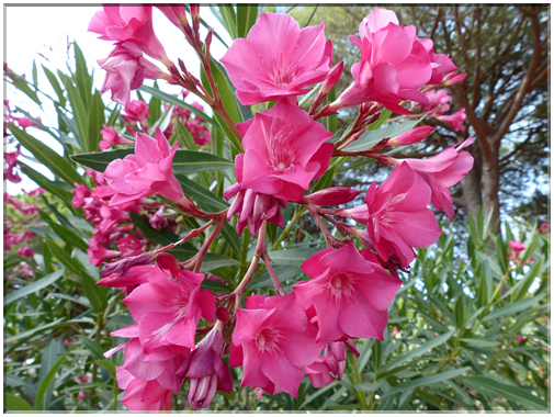 9322 Camargue_Le laurier rose.JPG