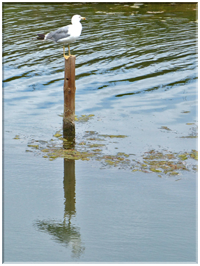 9323 Camargue_Un goéland leucophée.JPG