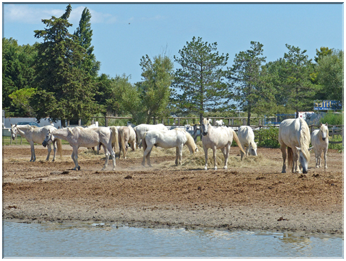 9324 Camargue_Les chevaux Camarguais.JPG