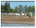 9324 Camargue_Les chevaux Camarguais.JPG