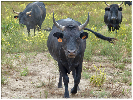 9325 Camargue_Les taureaux raço di biou.JPG