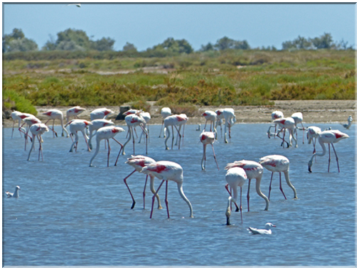 9326 Camargue_Les flamants roses et des sternes.JPG