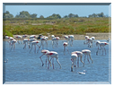 9326 Camargue_Les flamants roses et des sternes.JPG