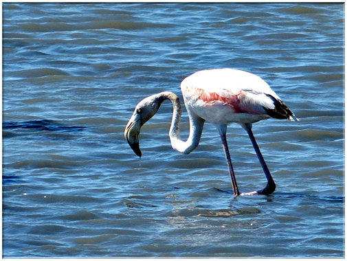 9327 Camargue_Un flamand rose.JPG