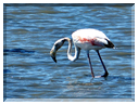 9327 Camargue_Un flamand rose.JPG