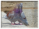 9328 Camargue_Un couple de pigeons.JPG