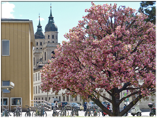 9344 Innsbruck_Le magnolia artificiel et l'église des Jésuites de la Sainte-Trinité.jpg