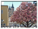 9344 Innsbruck_Le magnolia artificiel et l'église des Jésuites de la Sainte-Trinité.jpg