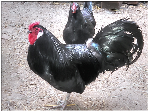 9390 Coq et poule de race alsacienne.jpg