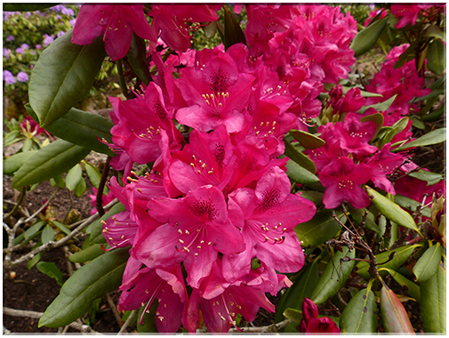9401 Rhododendron (R. Lord Robert's).JPG