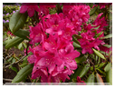 9401 Rhododendron (R. Lord Robert's).JPG