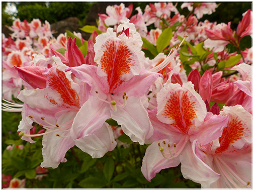 9402 Rhododendron (R. Cosmopolitan).JPG