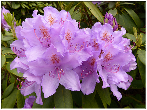 9403 Rhododendron (R. Catawbiense).JPG