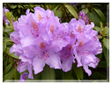9403 Rhododendron (R. Catawbiense).JPG