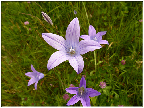 9404 Campanule raiponce (Campanula rapunculus).JPG