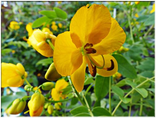9407 Jardin des Martels à Giroussens-Cassie (Cassia floribunda).JPG