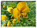 9407 Jardin des Martels à Giroussens-Cassie (Cassia floribunda).JPG