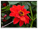 9408 Jardin des Martels à Giroussens-Dahlia bishop of Handaff.JPG