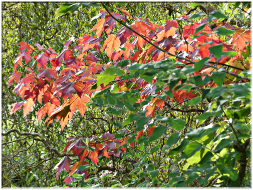 9409 Jardin des Martels à Giroussens-Erubescence du feuillage.JPG