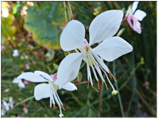 9410 Jardin des Martels à Giroussens-Gaura de Lindheimer (Gaura lindheimeri).JPG