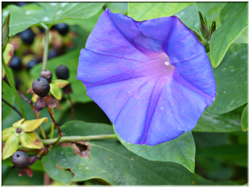 9411 Jardin des Martels à Giroussens-Liseron bleu (Volubilis).JPG