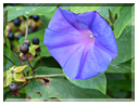 9411 Jardin des Martels à Giroussens-Liseron bleu (Volubilis).JPG