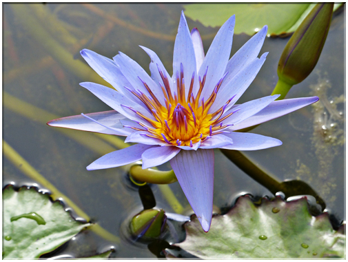 9412 Jardin des Martels à Giroussens-Nénuphar lavande (Nymphaea coerulea).JPG