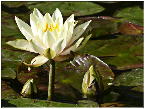 9413 Jardin des Martels à Giroussens-Nénuphar blanc.JPG