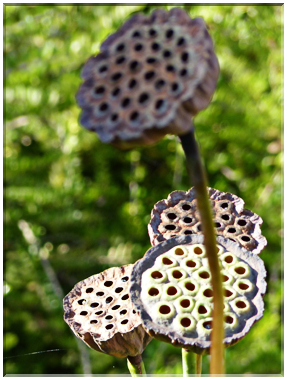 9415 Jardin des Martels à Giroussens-Porte graines du lotus.JPG