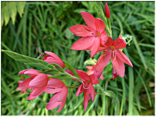 9416 Jardin des Martels à Giroussens-Schizostyle écarlate (S. coccinea).JPG