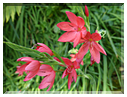 9416 Jardin des Martels à Giroussens-Schizostyle écarlate (S. coccinea).JPG