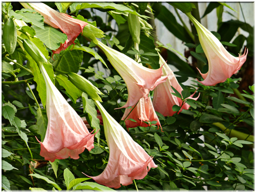 9417 Jardin des Martels à Giroussens-Trompettes des anges (Brugmansia).JPG