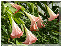 9417 Jardin des Martels à Giroussens-Trompettes des anges (Brugmansia).JPG