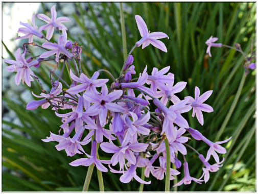 9418 Jardin des Martels à Giroussens-Tulbaghie violacée (Tulbaghia violacea).JPG