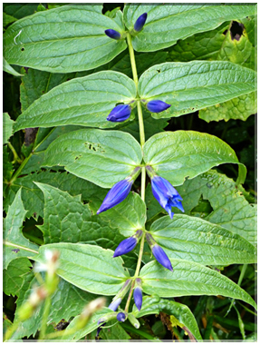 9419 Krimml-La gentiane asclépiade (Gentiana asclepiadea).JPG