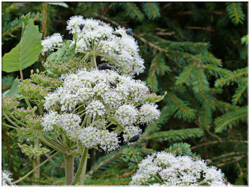 9420 Krimml-La valériane officinale (Valeriana officinalis).JPG