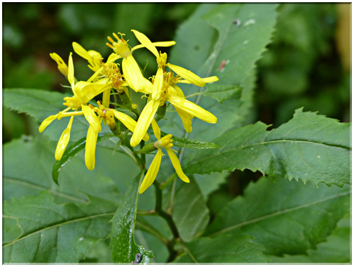 9421 Krimml-Le séneçon de Fuchs (Senecio ovatus).JPG