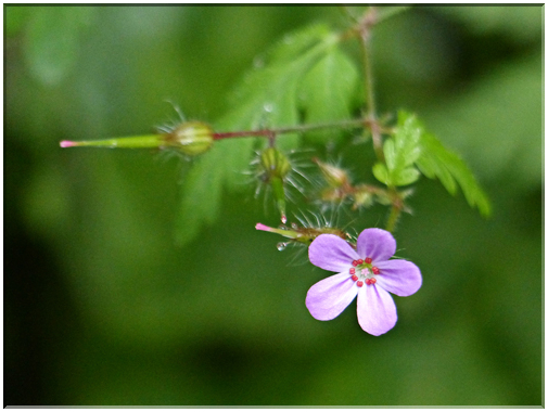 9422 Krimml-L'herbe à Robert (Geranium robertianum).JPG