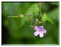 9422 Krimml-L'herbe à Robert (Geranium robertianum).JPG