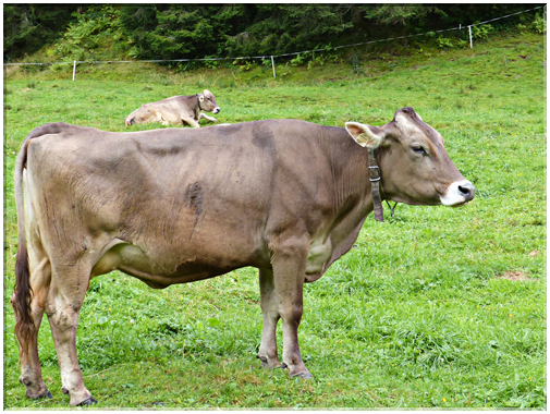9430 Aschau en Tyrol-Des vaches écornées.JPG