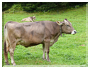 9430 Aschau en Tyrol-Des vaches écornées.JPG