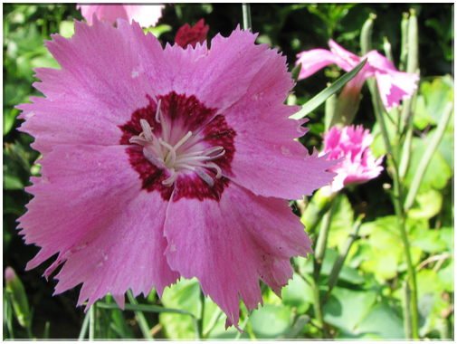 9438 Oeillet de Chine (Dianthus chinensis).jpg