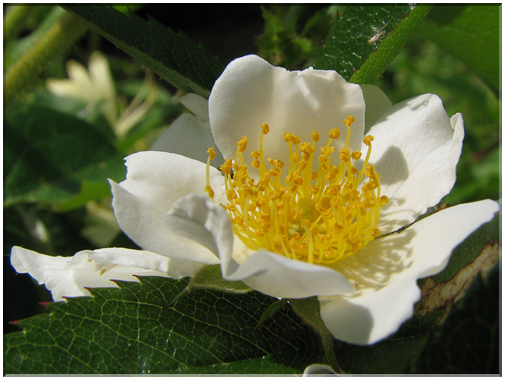 9439 Eglantine (Rosa canina).jpg