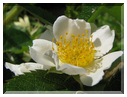 9439 Eglantine (Rosa canina).jpg